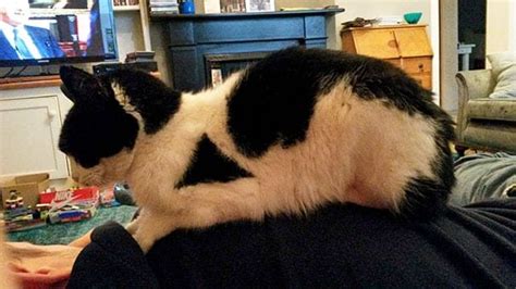 40 Crazy Cats With Unique Fur Markings Like None Youve Seen Before