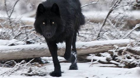720x1280 download angry wolf wallpaper by georgekev now angry wolf. 46+ Wolf wallpapers ·① Download free stunning HD ...