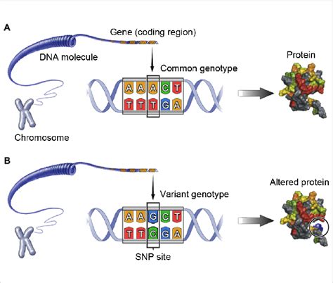 Single Nucleotide Polymorphisms Snps Are Genetic Mutations That Alter