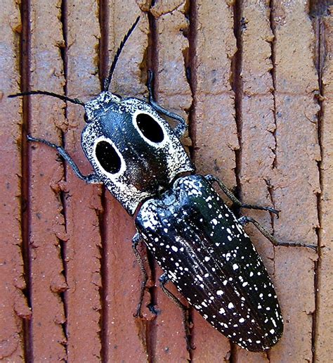 Eastern Eyed Click Beetle Ney Nature Center · Inaturalist