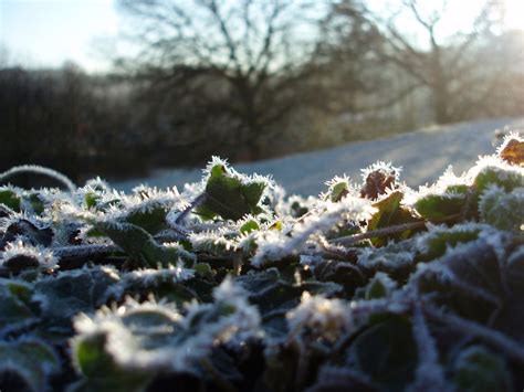 Free Stock Photo Of Winter Frosts Photoeverywhere