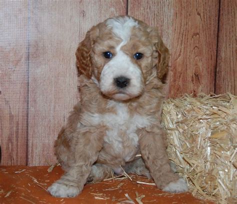 Goldendoodles have become a popular name in recent years, and anyone who has met one of these puppies will know why! Australian Goldendoodle Puppies For Sale | Top Dog Information
