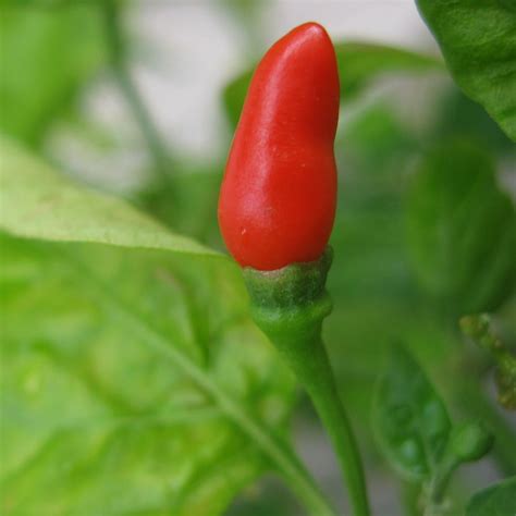 Pepper Seeds Hot Small Red Chili 500 Mg Packet 60 Seeds