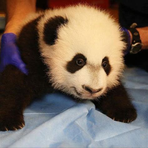 Baby Panda Makes His Debut At National Zoo Cute Meter Breaks