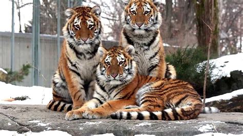 Fifa 21 ratings for tigres u.a.n.l. Invasion de bébé au Zoo de Granby! Nos 3 bébés tigres de l'Amour! - YouTube