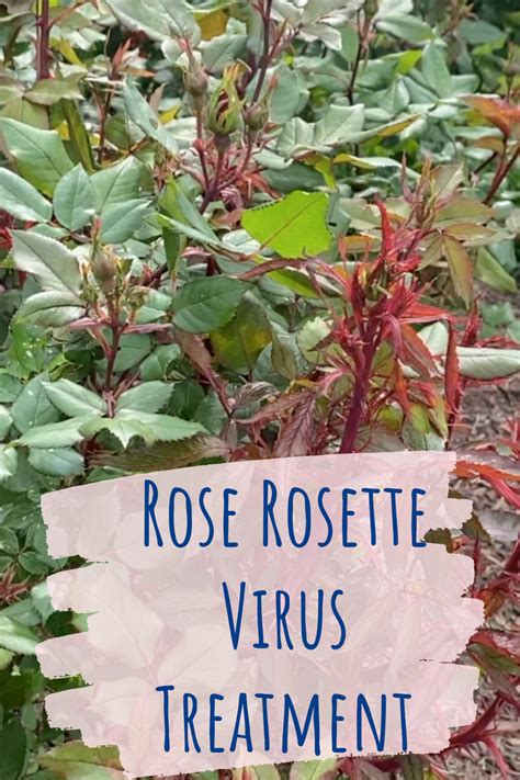 Rose Rosette Disease And Treatment Whats Ur Home Story