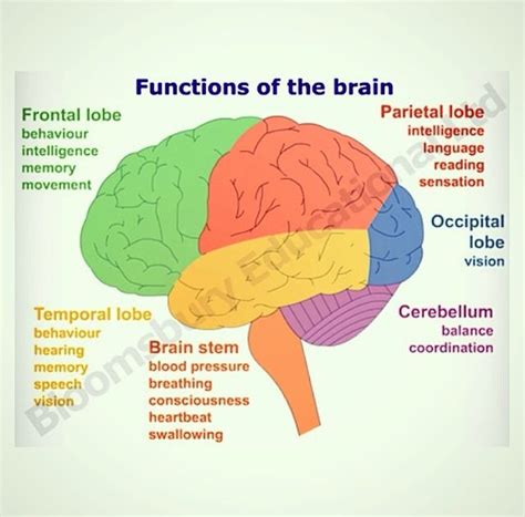 Parts Of The Brain And Their Functions Chart Pdf