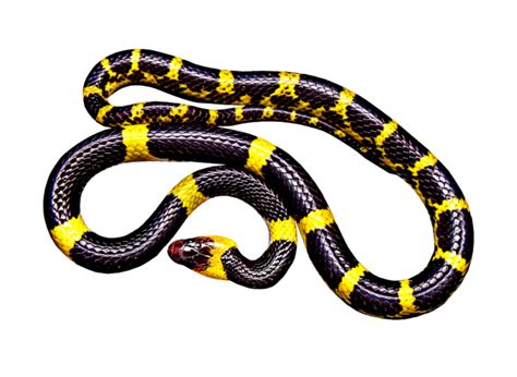 Coral Snake Free Stock Photo Public Domain Pictures