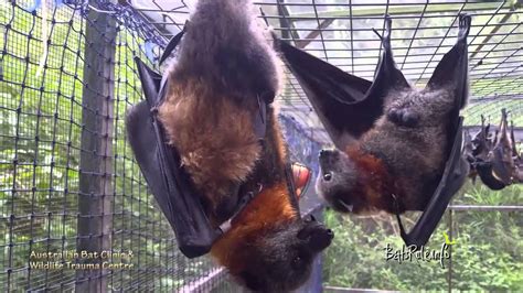 Megabats Rescued In Care Flying Fox Fruit Bat Youtube