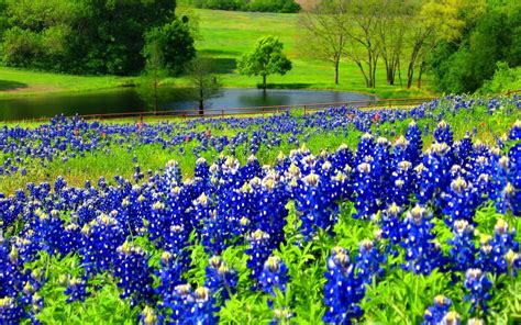 Bluebonnet Hd Wallpaper Pixelstalknet