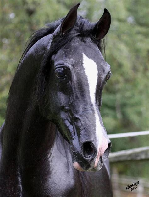 Image Result For Black Stallion Head Shots Horses Beautiful Arabian Horses Arabian Horse