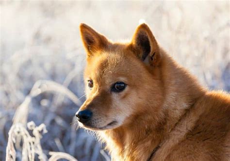 Finnish Spitz Dog Breed Characteristics And Traits Showsight Magazine