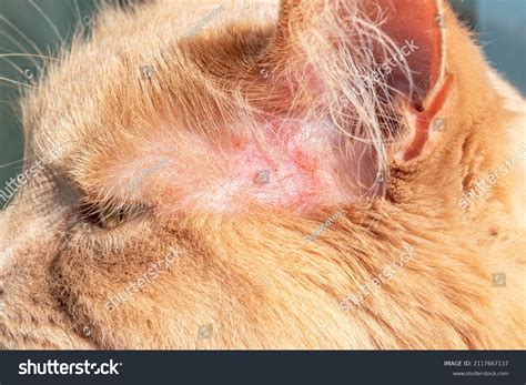 Close Rash On Skin Cats Ears Stock Photo 2117667137 Shutterstock