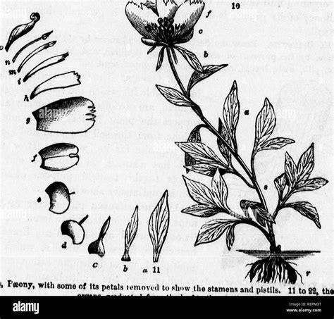 libro de clase de botánica [microforma] ser contornos de la estructura fisiología y