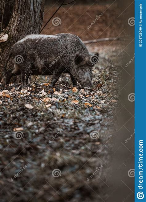 Wild Boar Photographed In Nature Stock Image Image Of Adorable