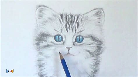 how to draw a kitten step by step youtube