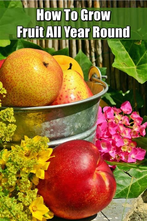 Both of these varieties grow well in usda zones 5 to 8, producing white or pink blossoms that turn into delicious, flavorful fruit. How To Grow FruHow To Grow Fruit All Year Roundit All Year ...