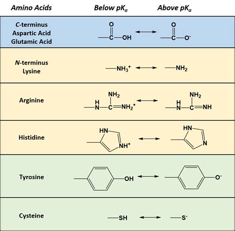 The Different Types Of Amino Acids We Are Eaton