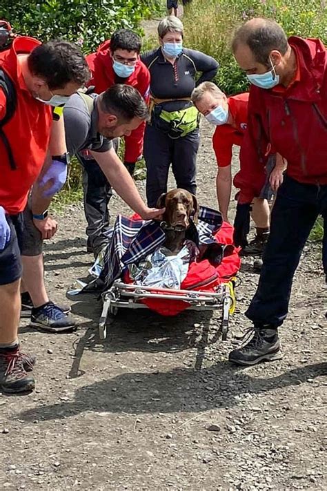 Grough — German Pointer Alfie Stretchered From Scene After 30ft Plunge At Beacons Waterfall