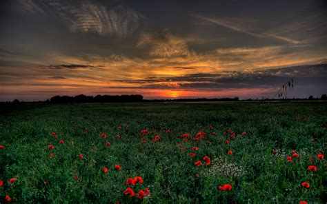 Download Wallpaper 3840x2400 Sunset Field Poppies Landscape 4k Ultra