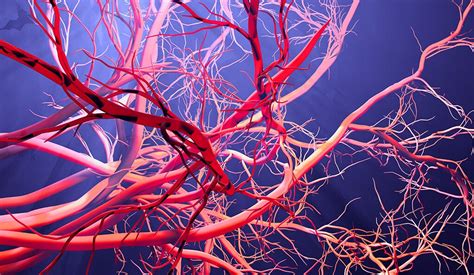 Yale Ids Test To Detect Blood Vessel Injury Predict Survival In Covid