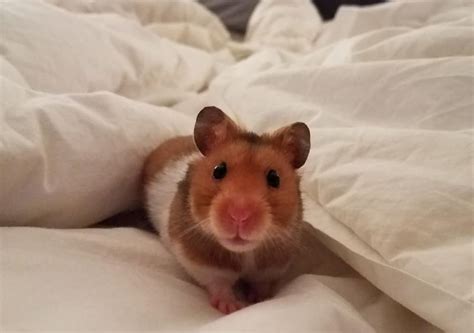 Do Hamsters Fart Smell Noise And More Interesting Facts