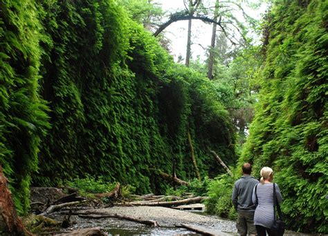 A part of the redwood national park world heritage site. Fern Canyon Beach, Orick, CA - California Beaches