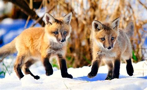 Cute Red Fox Pups