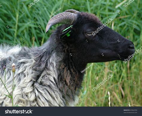 We are a free stock photo community where photographers & artists can share their own photos and artwork with people from all over the world. Goat Profile Stock Photo 65964703 : Shutterstock