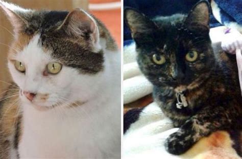 Net Closes On Croydon Cat Killer Amid Hopes That Decapitated Cat
