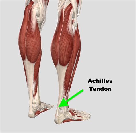 Anatomy Of Achilles Tendon Area