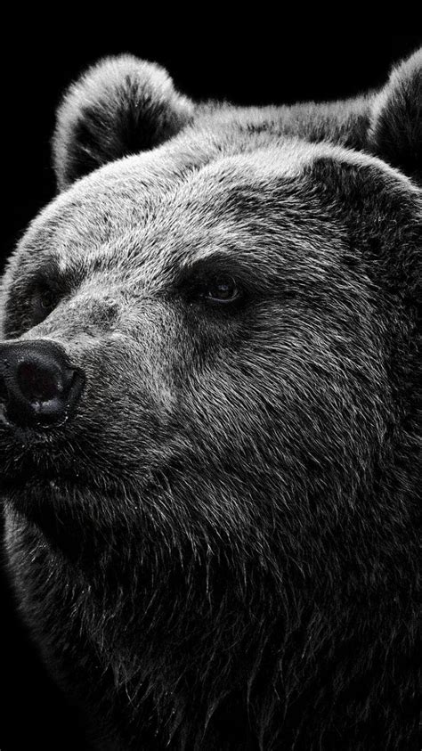 Bear Wallpapers Top Free Bear Backgrounds Wallpaperaccess