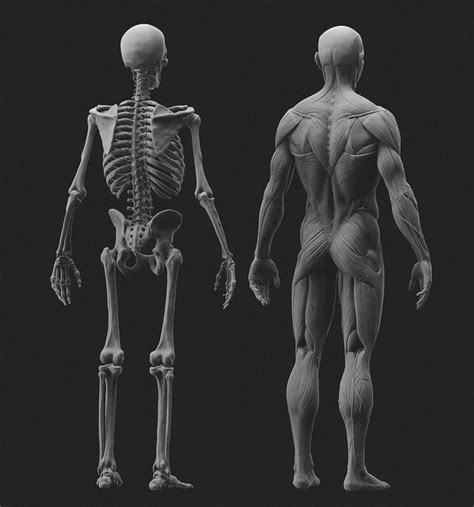Hey Guys Heres My Latest Anatomy Study Sculpted And Rendered Fully