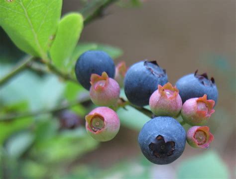 The trees average 35 to 40 feet in height, though they can grow taller in the wild. Using Georgia Native Plants: Native Fruits in Georgia