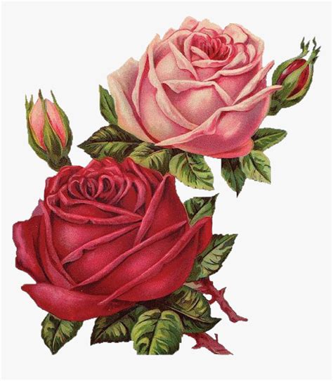 Rosas Roses Drawing Draw Dibujo Tumblr Aesthetic Vintage Roses