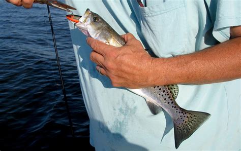 Outer Banks Fishing Report Spotted Seatrout Speckled Trout