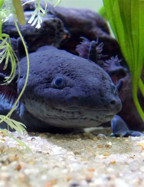 Axolotl Colors Guide How Many Varieties Are There