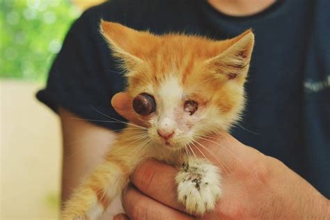 Typically, though, when you bring home your new kitten she will already have been weaned onto solid food. Blind Cats: Can They Have A Normal Life? - TheOrphanPet