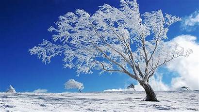 Snow Winter Background Tree Wallpapers Resolution Desktop