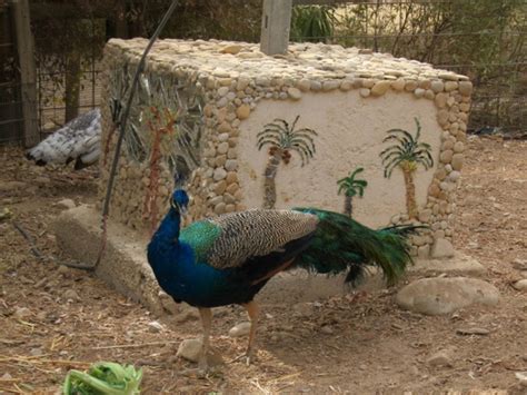 Ein Gedi Botanical Gardens Israel