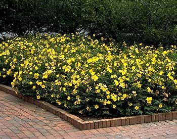 Discussione in 'giardinaggio' iniziata da clefual, 10 agosto 2019. Hypericum Hidcote A first-rate hybrid Sunny yellow flowers ...