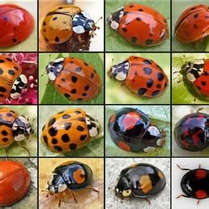 Westside Pest Solutions Inc