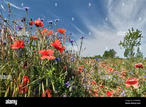 Summer Flowering Meadow Stock Photo Alamy