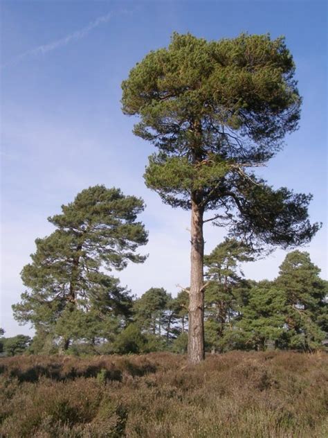 Scots Pine Trees On Holm Hill New © Jim Champion Geograph