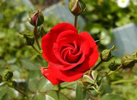 See more ideas about beautiful roses, beautiful flowers, pretty flowers. World's Amazing Pictures ,Funny Pictures,Tourist Places ...