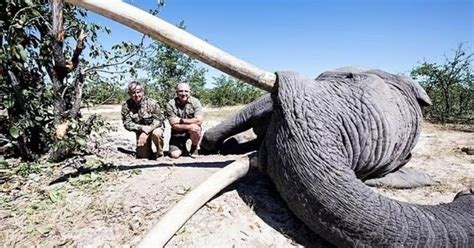 Botswana Trophy Hunter Kills Biggest Elephant