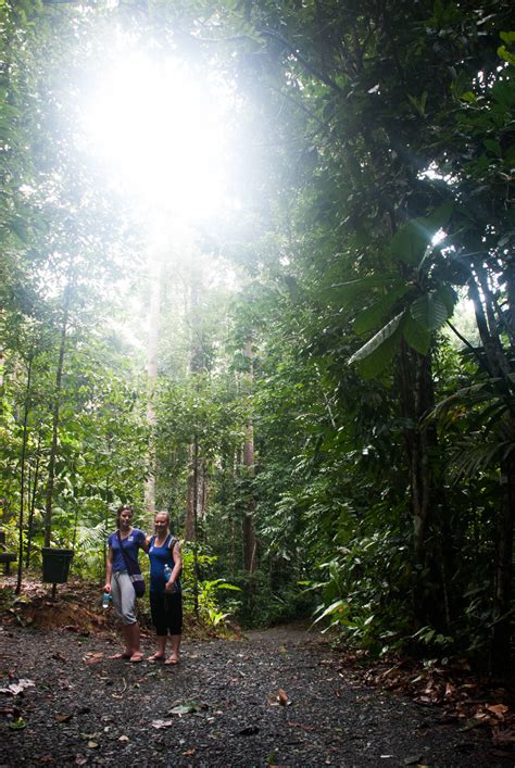 Sabah Borneo Jungle