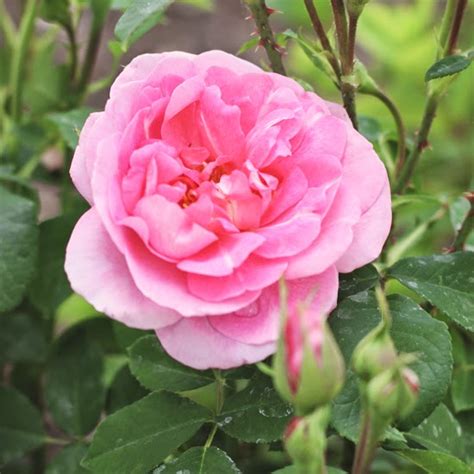 Vw Garden English Roses Blooming In All Shades Of Pink