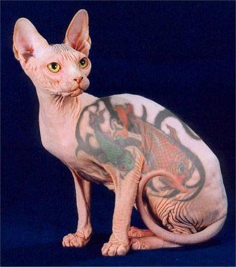 Fanciers in italy, switzerland, and france worked to develop the breed; Tattooing Sphynx Cats Is Cruel | PetHelpful