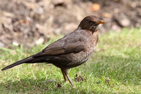 British Garden Birds Photos And Videos